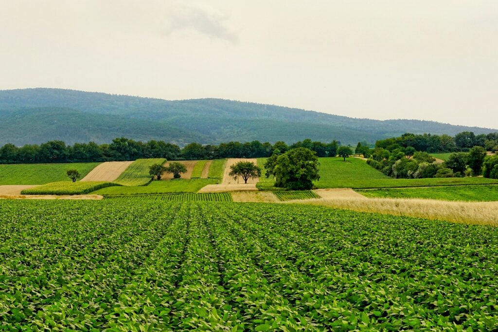 nature, fields, agriculture, landscape, panorama, hill, summer, agriculture, agriculture, agriculture, agriculture, agriculture